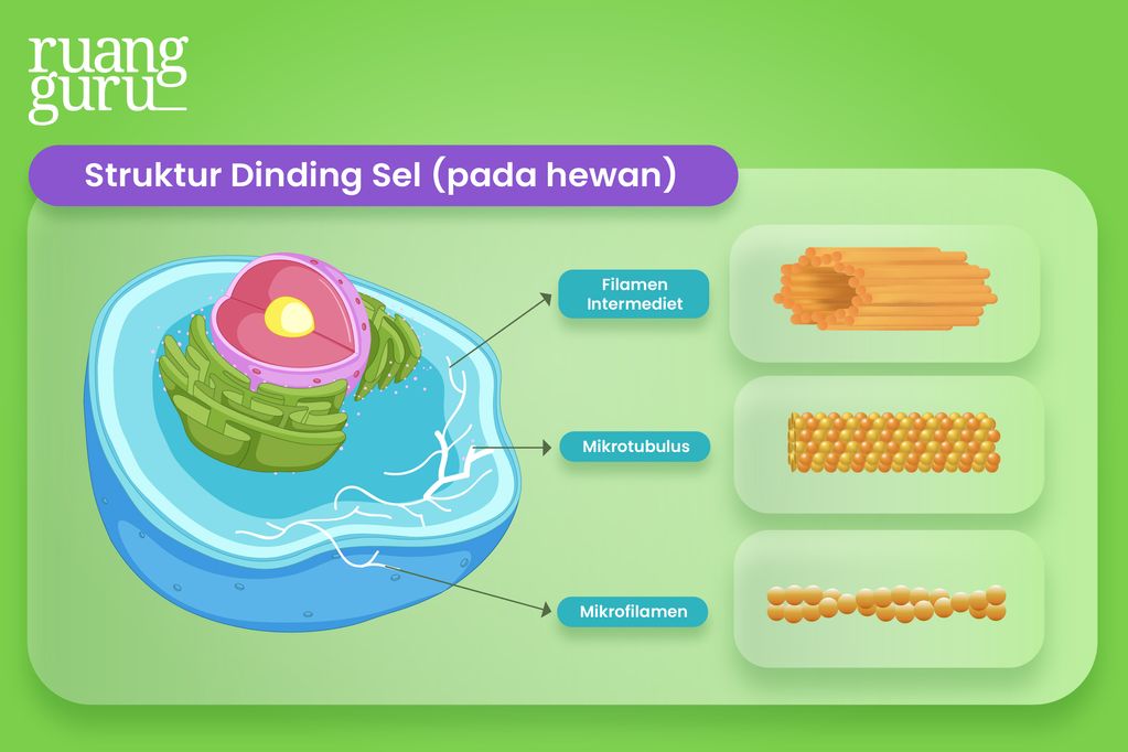 Struktur Sel Tumbuhan & Sel Hewan beserta Fungsinya